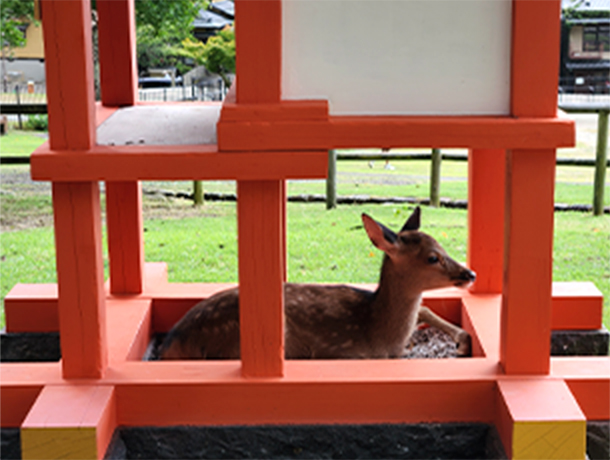일본 나라시의 나라 공원 안에 있는 사슴입니다.