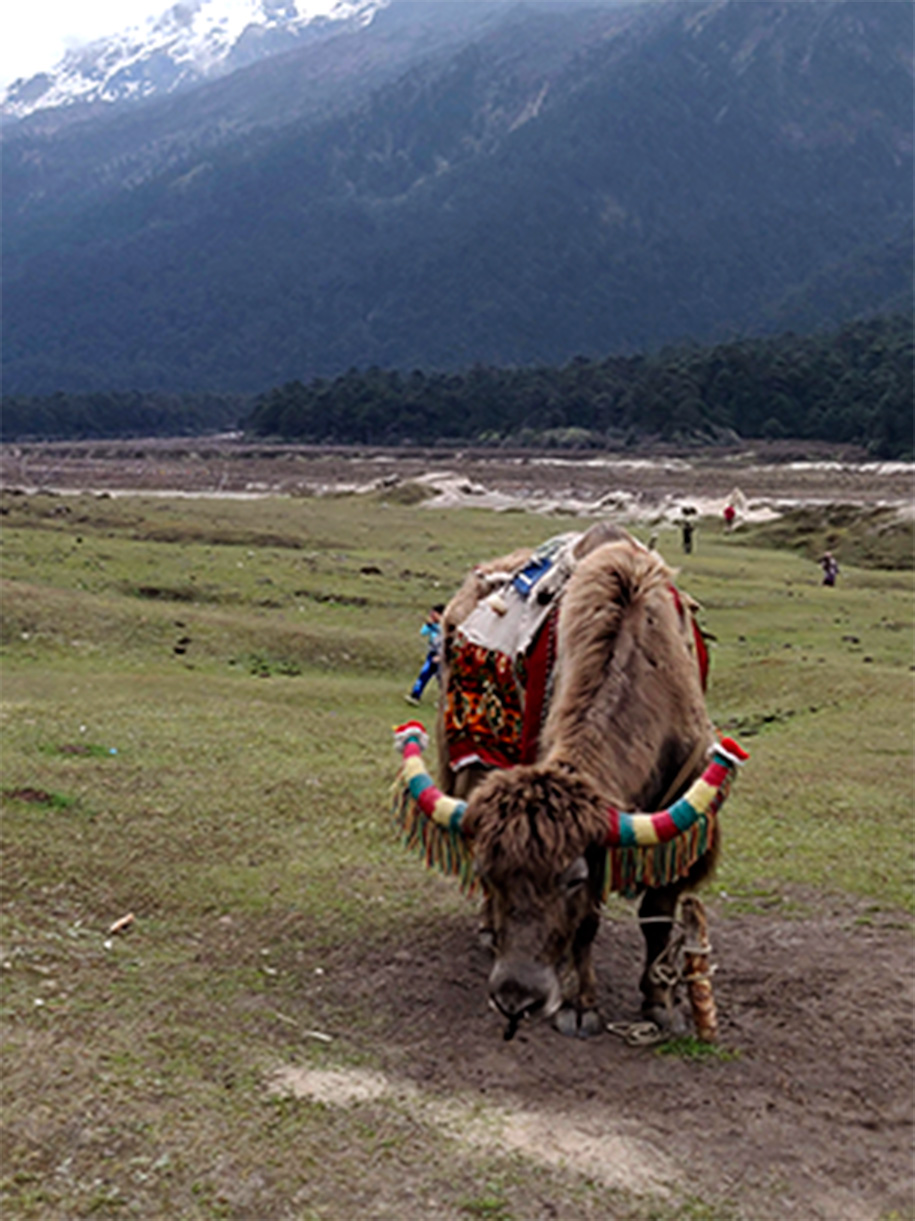 The village of Lachen, located in the north of Sikkim.