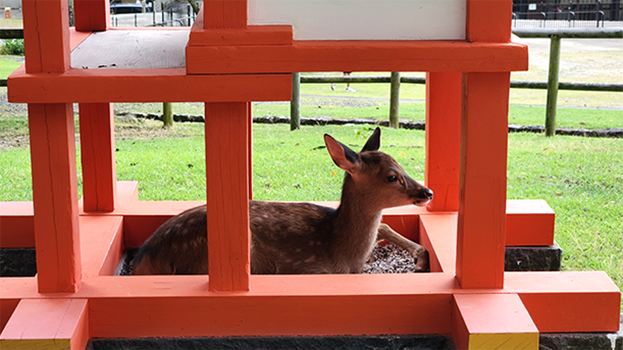 A deer in Nara Park in Nara, Japan.