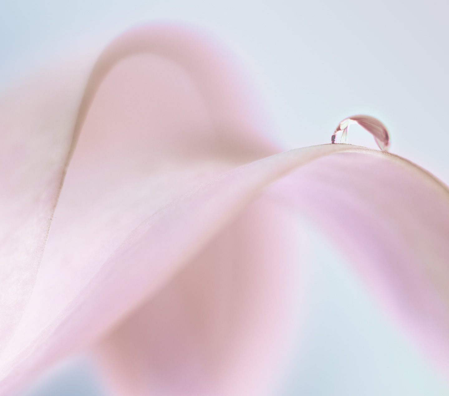 Galaxy Z Fold 6 Pink standing front to back facing each other the display and camera. In the background of the product is a droplet of water that has been poured onto a flower petal.