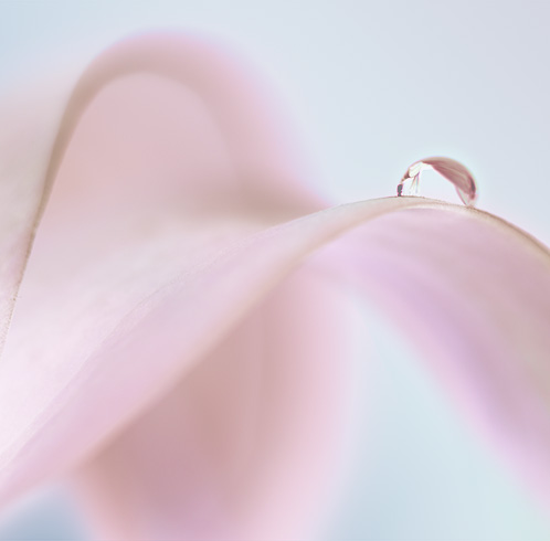 Galaxy Z Fold 6 Pink standing front to back facing each other the display and camera. In the background of the product is a droplet of water that has been poured onto a flower petal.